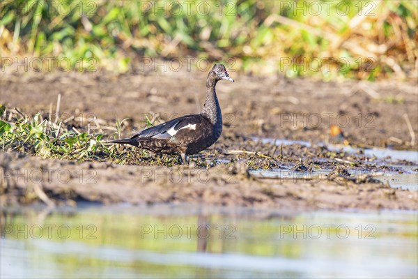Muscovy duck (Cairina moschata) Pantanal Brazil