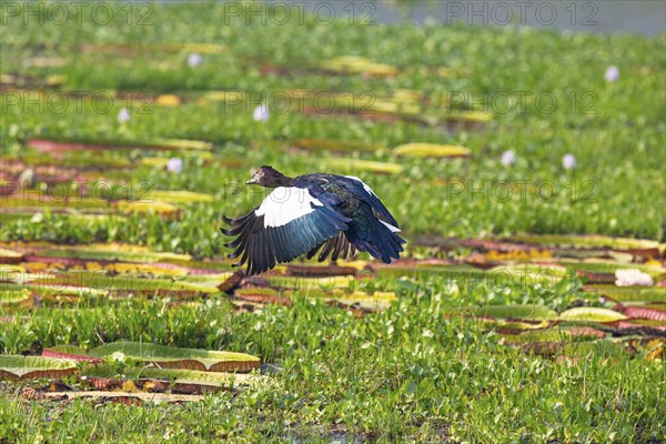 Muscovy duck (Cairina moschata) Pantanal Brazil