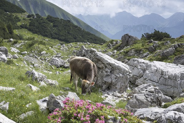 Young cattle, Allgäu Brown Swiss, domestic cattle (Bos primigenius taurus), Koblat on the