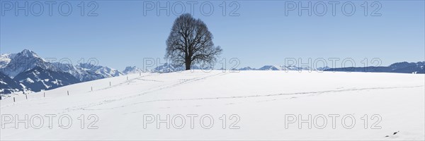 Peace lime tree (Tilia) on the Wittelsbacher Höhe, 881m, Illertal, Allgäu, Bavaria, Germany, Europe