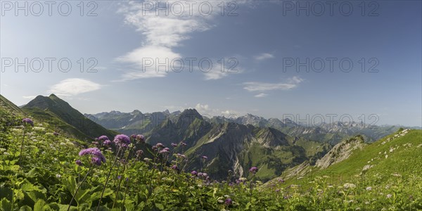 Mountain panorama with Alpendostyles (Adenostyles) from Laufbacher-Eckweg to Höfats, 2259m, Allgäu