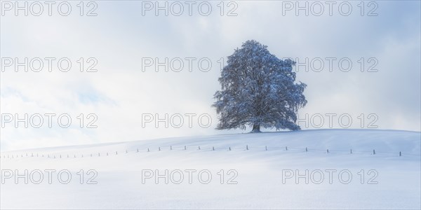 European beech, Fagus sylvatica, in winter, solitary tree near Rieden am Forggensee, Ostallgäu,
