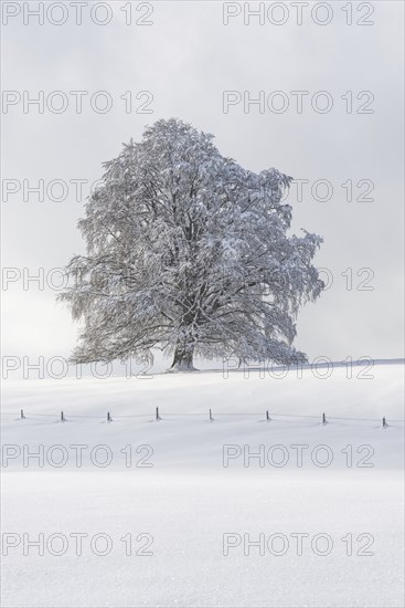European beech, Fagus sylvatica, in winter, solitary tree near Rieden am Forggensee, Ostallgäu,