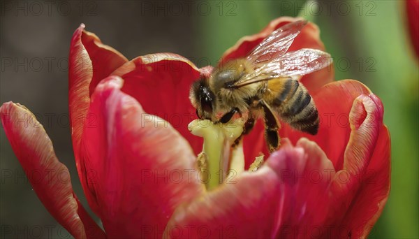 Symbol, animal, insect, close-up of a honeybee in a flower, AI, generated, AI generated