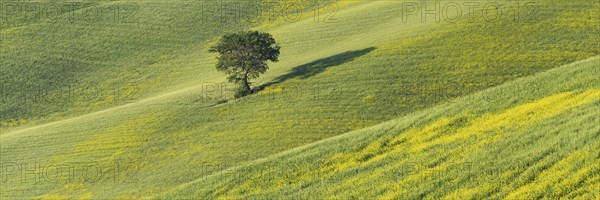 Mulberry tree (Morus) in a field with flowering yellow broom (Genista tinctoria), Tuscany, Italy,