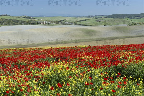 Landscape around San Quirico dOrcia, Val d'Orcia, Orcia Valley, UNESCO World Heritage Site,