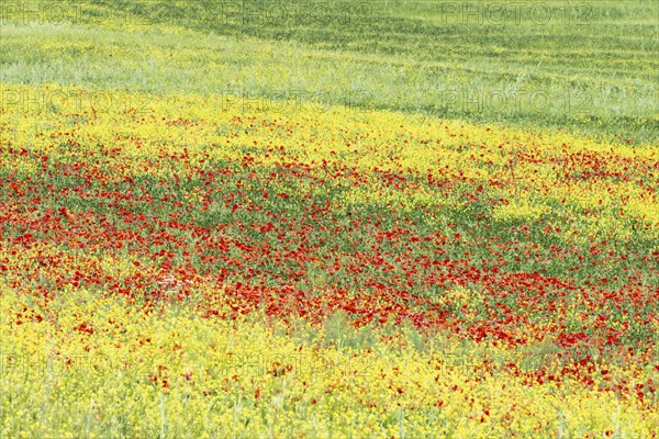 Landscape around San Quirico dOrcia, Val d'Orcia, Orcia Valley, UNESCO World Heritage Site,