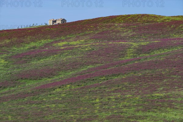 Landscape around San Quirico dOrcia, Val d'Orcia, Orcia Valley, UNESCO World Heritage Site,