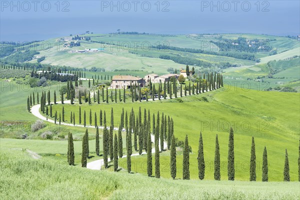 Agriturismo Baccoleno with cypress avenue, Cupressus, Asciano, Crete Senesi, Siena, Tuscany, Italy,