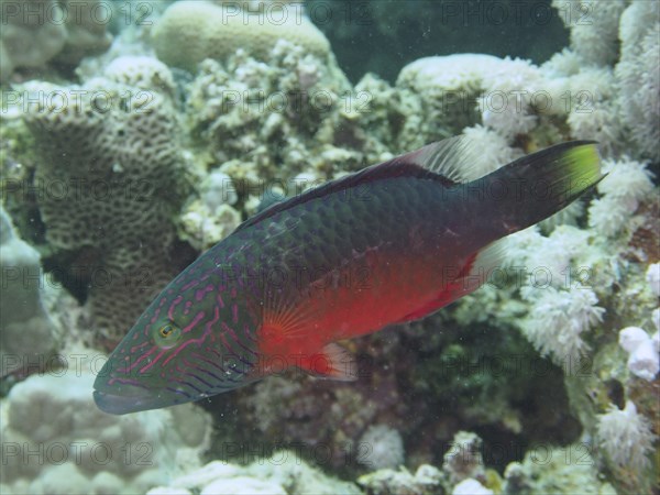 Colourful fish with red and green colouring, cheek stripe wrasse (Oxycheilinus diagrammus),