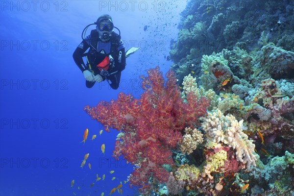 A diver explores the colourful coral reef with Hemprich's Tree Coral (Dendronephthya hemprichi) and