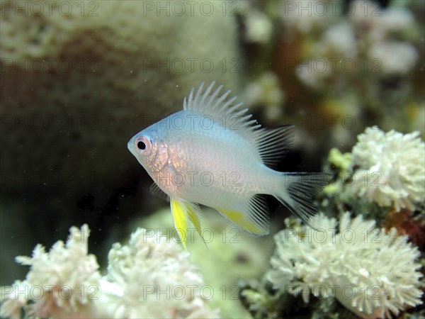A silver fish with yellow fins, yellow-sided damselfish (Amblyglyphidodon flavilatus) juvenile,
