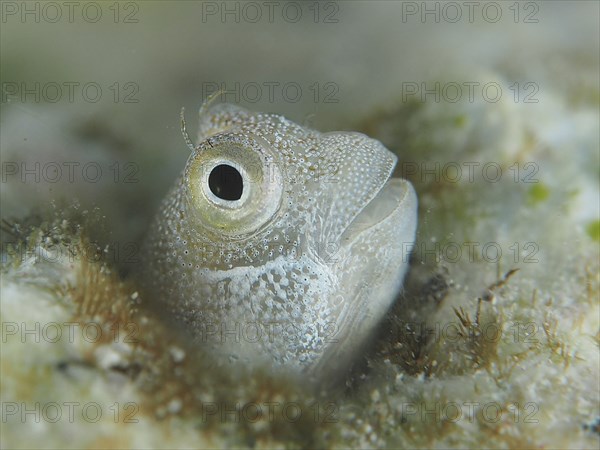 A small fish, blue-bellied combtooth (Alloblennius pictus), looks curiously out of its hiding place