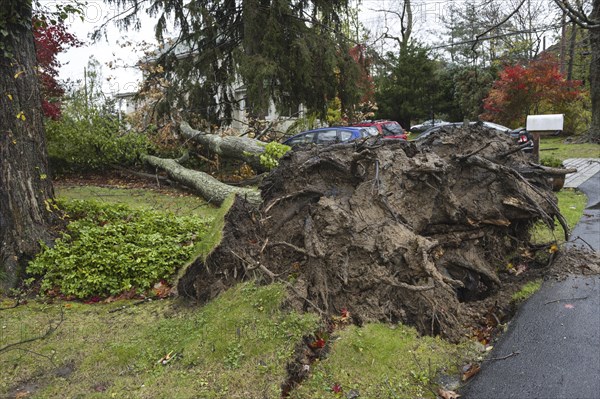 Chappaqua, NY, USA Super storm aftermath: Hurricane force winds uproot a huge oak tree when