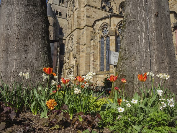 Colourful tulips and other flowers blooming in front of an old church and large trees, trier,