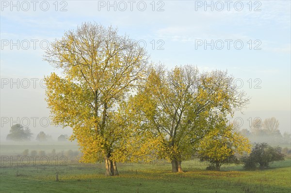 Two autumn-coloured poplars (Populus x canadensis) in a foggy landscape, Lower Rhine, North