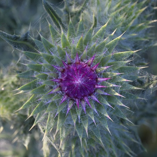 Flowering thistle (Carduus nutans), Lower Rhine, North Rhine-Westphalia, Germany, Europe