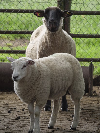 Two sheep, one white and one black, standing in a stable with a fence, Borken, North