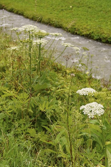 A small river surrounded by wild plants and grass in a natural setting, Gosau, Austria, Europe