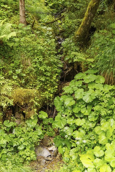 A small stream flowing through dense green plants in the forest, Gosau, Austria, Europe