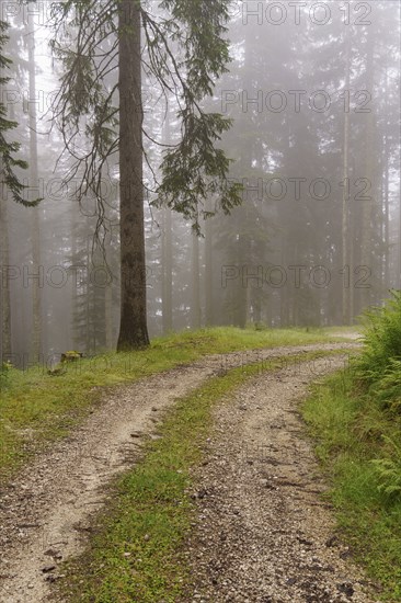 A foggy forest path winding through a dense forest, Gosau, Austria, Europe