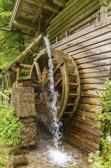 Rustic wooden watermill, water flows over the large mill wheel in the forest, Gosau, Austria,