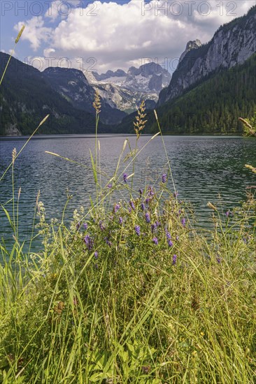 A beautiful lake in a mountainous landscape, with flowering plants in the foreground and high peaks
