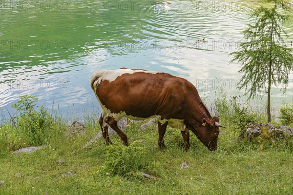 A brown and white cow standing and grazing on a green meadow on the shore of a lake, Gosau,