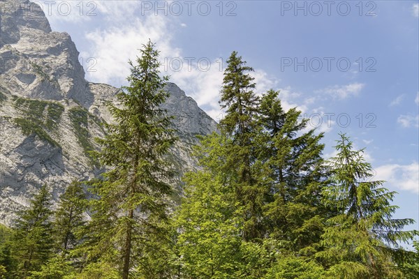Tall fir trees in front of a rocky mountain landscape under a blue sky, Gosau, Austria, Europe