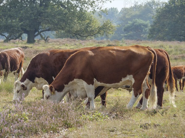 Cows grazing on a sunny green meadow, surrounded by trees and open sky, haaksbergen, . netherlands
