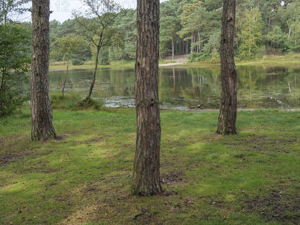 Three trees stand on a green meadow in front of a quiet lake, surrounded by a forest, haaksbergen,