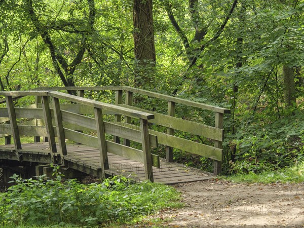 A wooden bridge leads over a path through a green, peaceful forest, haaksbergen, . netherlands