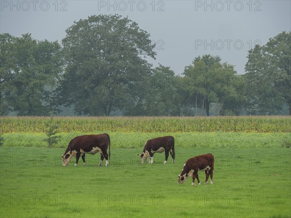 Cows grazing on a green meadow, surrounded by trees and a cloudy sky, haaksbergen, . netherlands