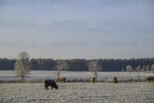 Cows grazing on a snowy pasture against a backdrop of bare trees and open sky, Velen, North