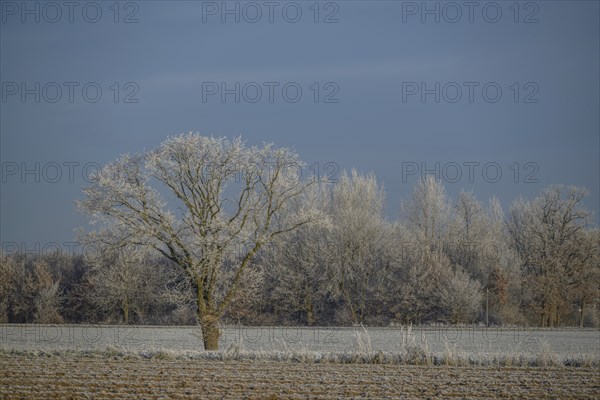 A single, snow-covered tree stands in a vast winter landscape under a clear sky, Velen, North
