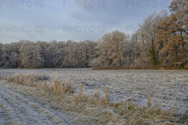 Frosty meadows and barren trees in a wintry field landscape convey calm and cold, Velen, North