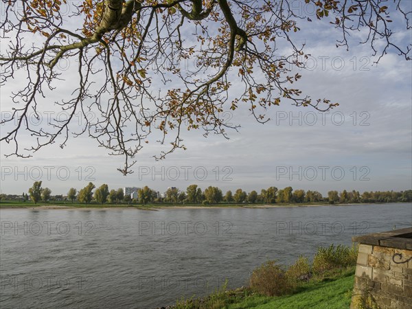 Autumn landscape along a river. Overhanging branch with golden leaves, cloudy sky and still water
