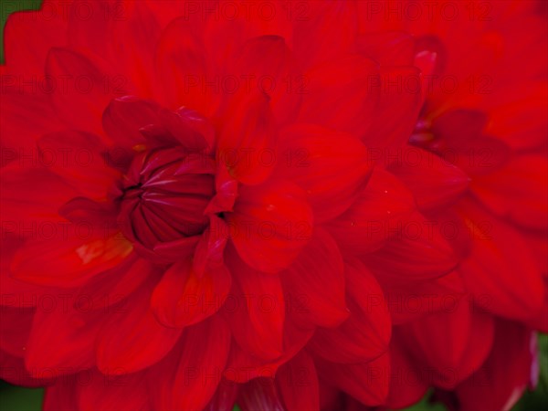 Close-up of an intense, bright red flower with detailed petals that conveys vibrancy, dahlias