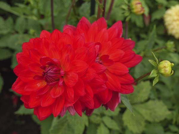 Vibrant red flower in the garden with green leaves that radiates summer freshness, dahlias