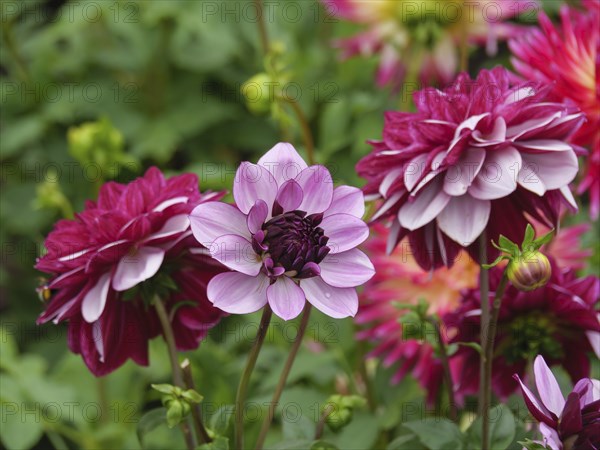 Close-up of red and pink dahlia flowers in the garden, dahlias