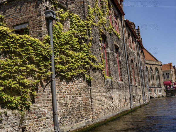 Elongated brick building with climbing greenery along a canal, Bruges, Belgium, Europe
