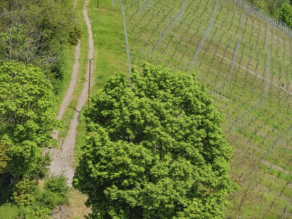 A narrow country lane leading through green vineyards surrounded by lush foliage, Saarburg,