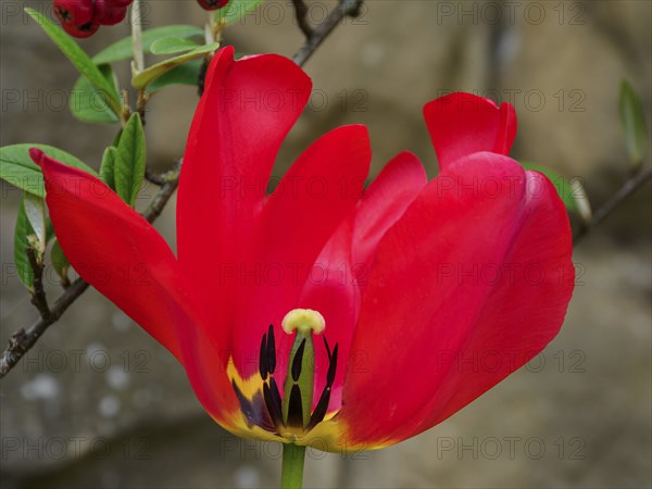Close-up of a red tulip flower with green leaves in the background, Trier, Germany, Europe