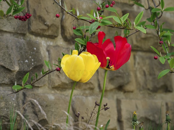 Yellow and red tulips in front of a stone wall with green leaves and red berries, Trier, Germany,