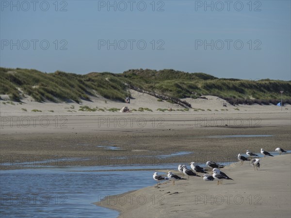 Seagulls at the water's edge on a quiet beach with dunes in the background, langeoog, germany