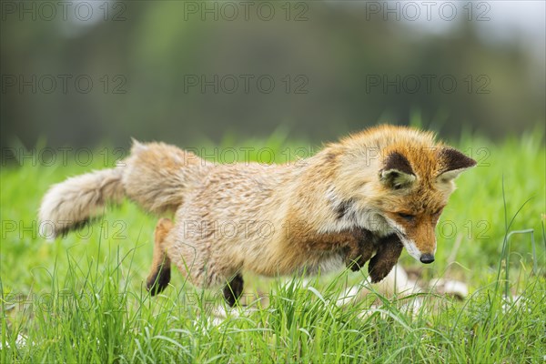 Red fox (Vulpes vulpes) hunting, jumping on a meadow, Bavaria, Germany, Europe