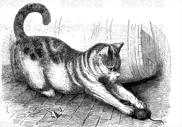 Domestic cat with a captured mouse, Felis domestica, 1880, Historical, digital reproduction of an