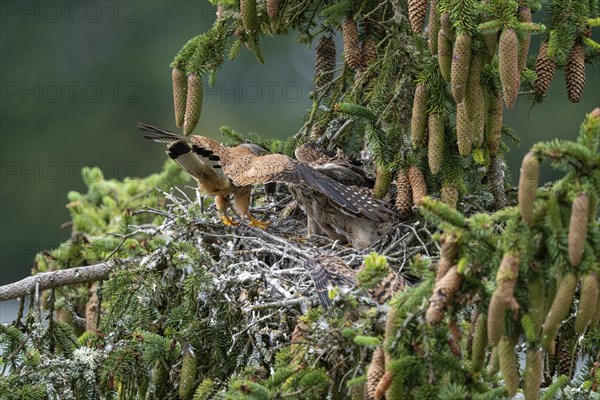 Common kestrel (Falco tinnunculus), male adult bird hands a mouse to a young bird not yet able to