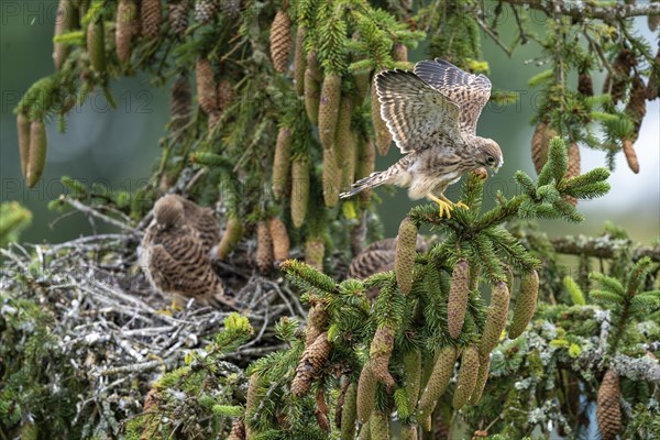 Common kestrel (Falco tinnunculus), a young bird not yet able to fly sitting on a branch outside
