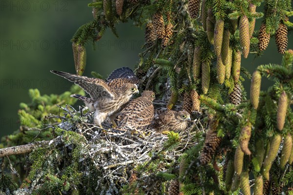 Common kestrel (Falco tinnunculus), young birds not yet ready to fly in the nest,